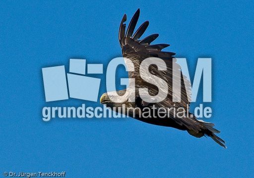 Seeadler (7 von 11).jpg